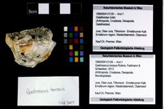 Foto (Objekt + Etikett) von Gastrosacus torosus (Robins, Feldmann & Schweitzer, 2013)  (NHMW-GEO-1990-0041-3129)